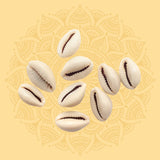 White Shells (Kaudi) (5)
